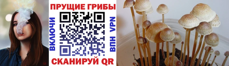 Купить Сосногорск Псилоцибиновые грибы GOLDEN TEACHER